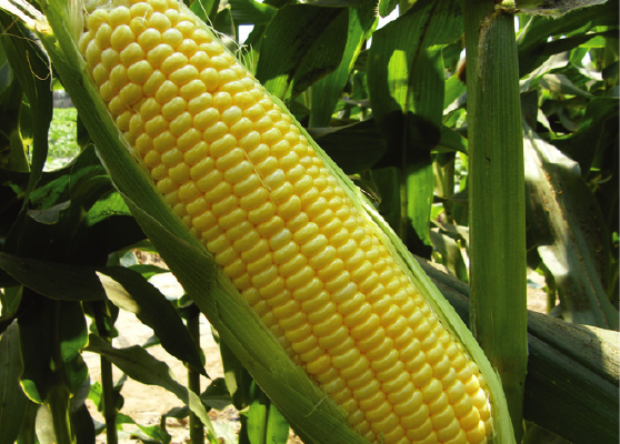 Sweet Corn