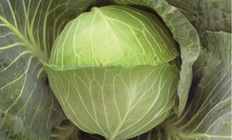 Cabbage